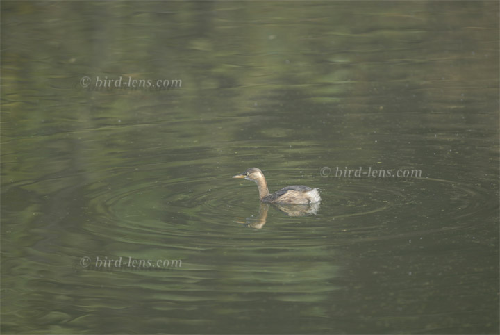 Zwergtaucher Zwergtaucher