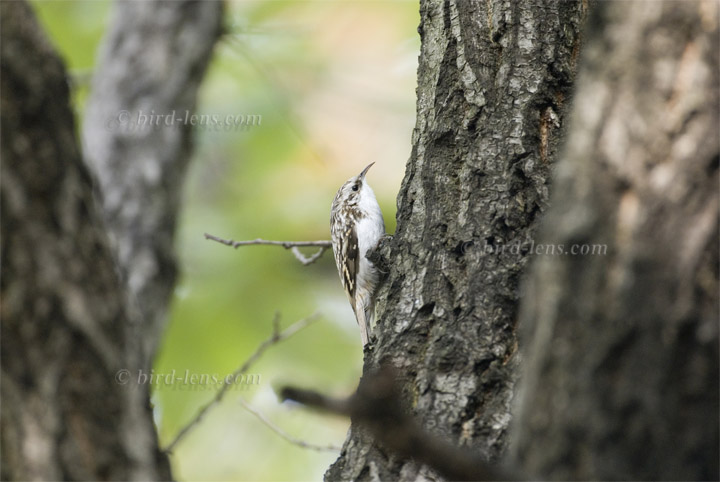 Waldbaumläufer Waldbaumläufer