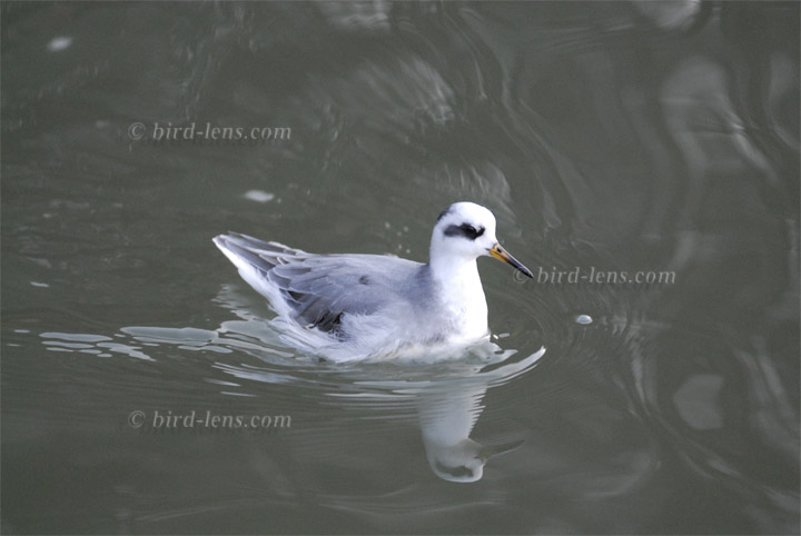 Thorshühnchen Thorshühnchen