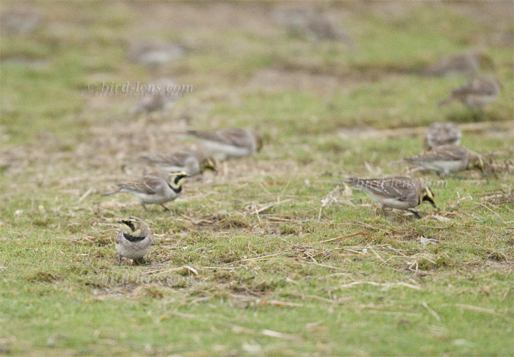 Ohrenlerche Ohrenlerche