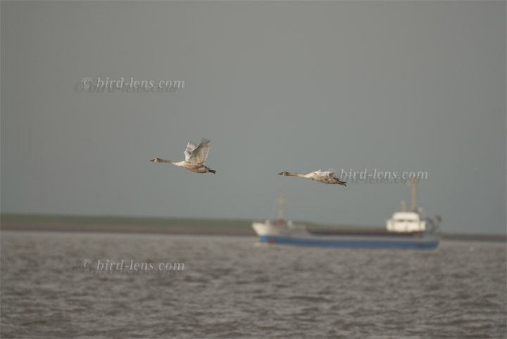 Höckerschwan Höckerschwan