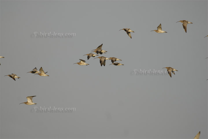 Großer Brachvogel Großer Brachvogel