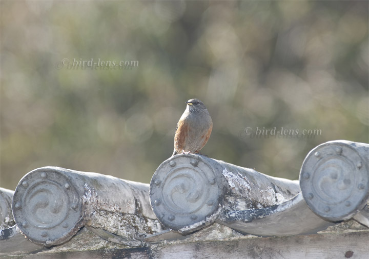 Alpine Accentor