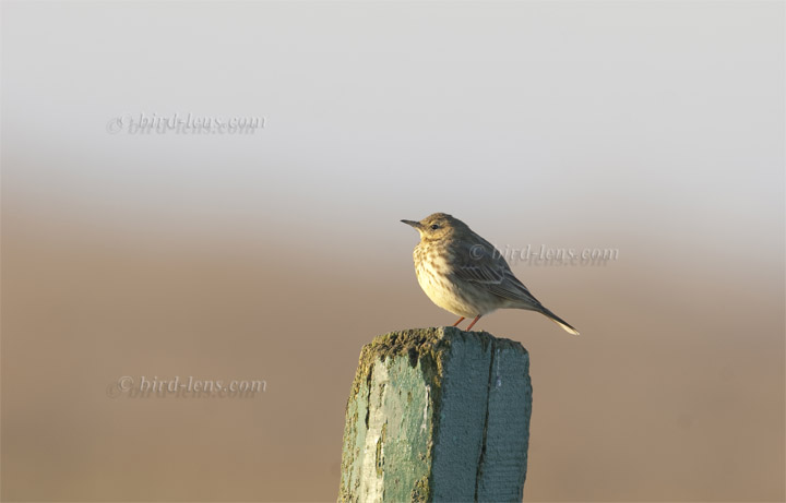 Strandpieper Strandpieper