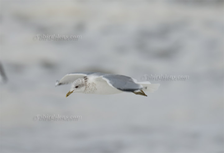 Sturmmöwe Sturmmöwe