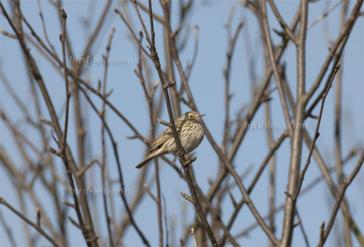 Wiesenpieper Wiesenpieper