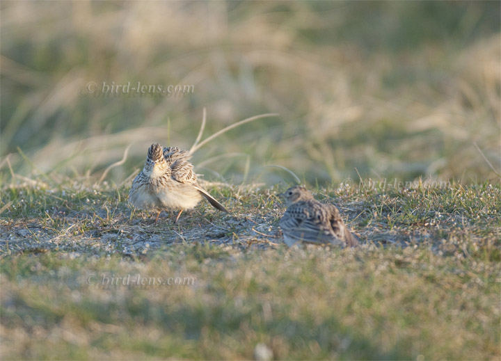 Feldlerche Feldlerche