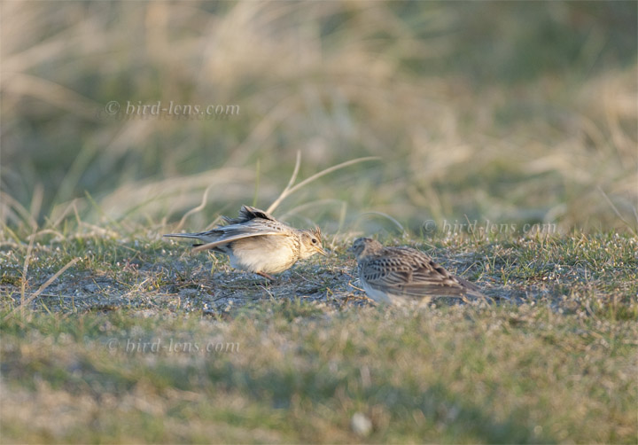 Feldlerche Feldlerche