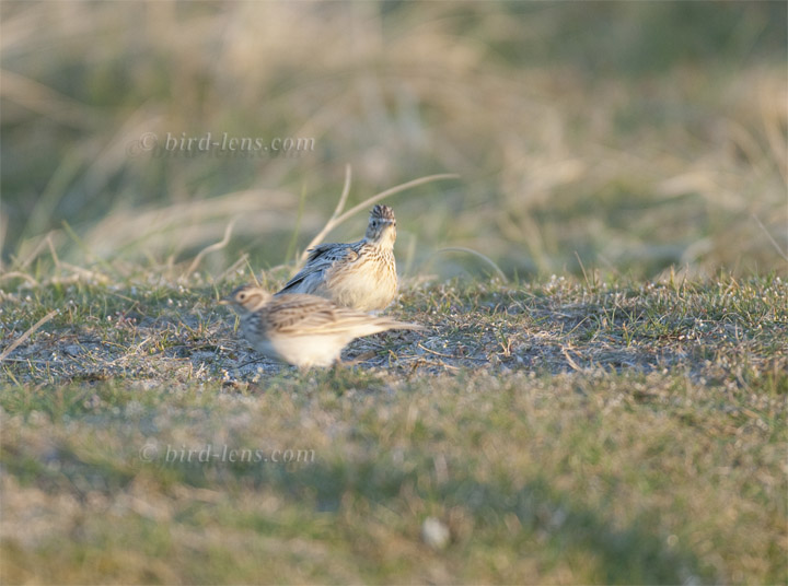 Feldlerche Feldlerche