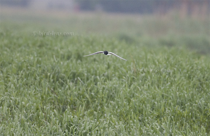 Weißflügel-Seeschwalbe Weißflügel-Seeschwalbe