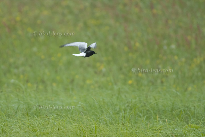 Weißflügel-Seeschwalbe Weißflügel-Seeschwalbe