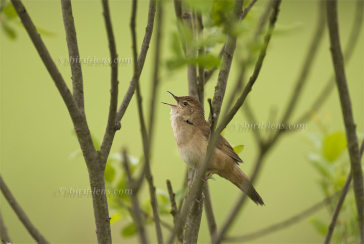 Rohrschwirl Rohrschwirl