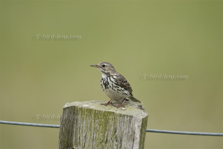 Wiesenpieper Wiesenpieper