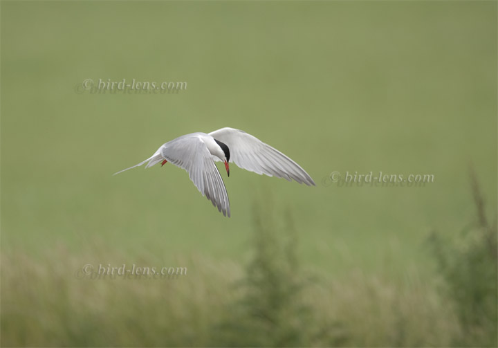 Flußseeschwalbe Flußseeschwalbe