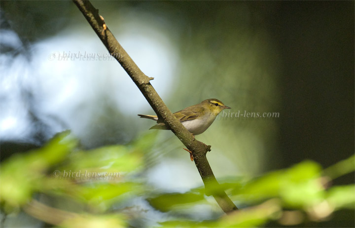 Waldlaubsänger Waldlaubsänger