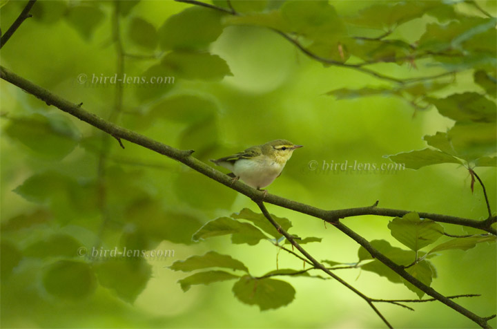 Waldlaubsänger Waldlaubsänger