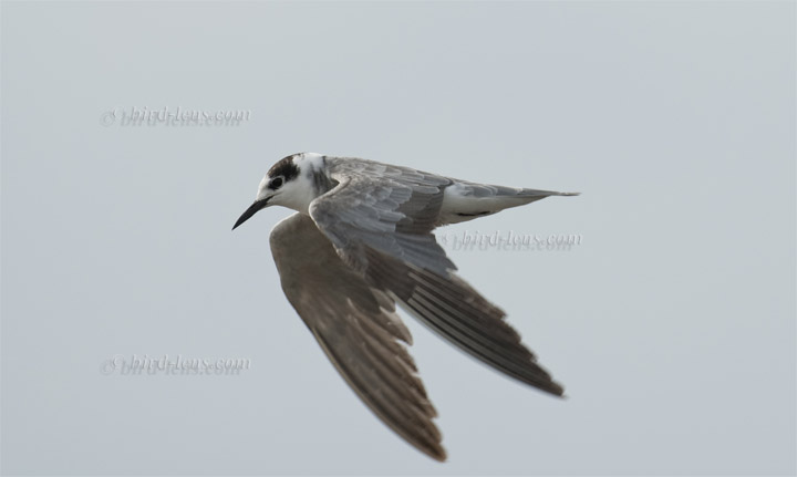 Trauerseeschwalbe Trauerseeschwalbe