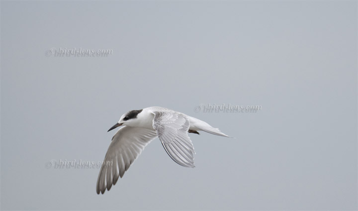 Flußseeschwalbe Flußseeschwalbe