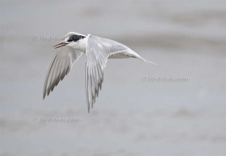 Flußseeschwalbe Flußseeschwalbe