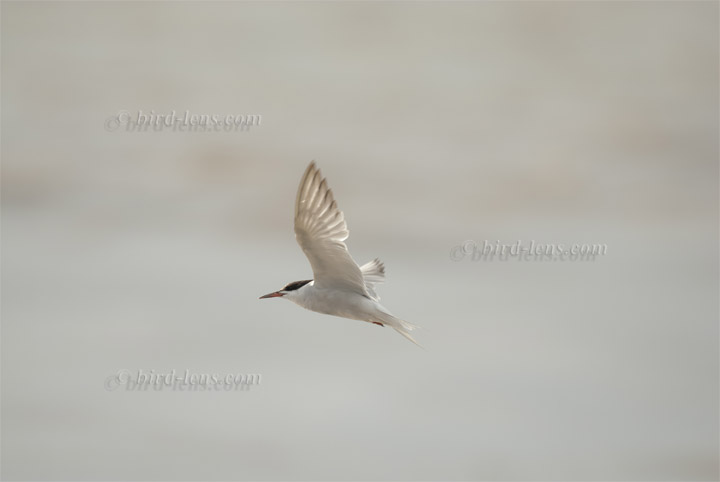 Flußseeschwalbe Flußseeschwalbe