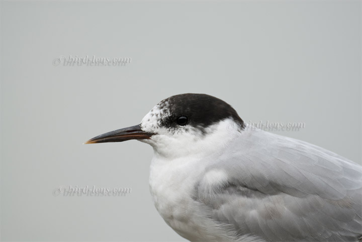 Flußseeschwalbe Flußseeschwalbe