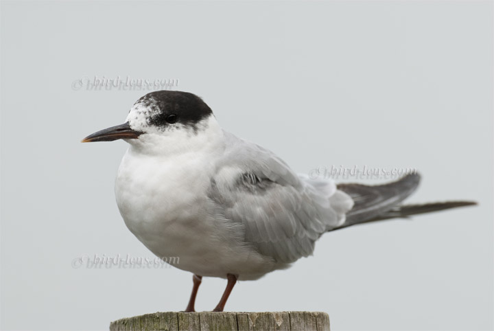 Flußseeschwalbe Flußseeschwalbe