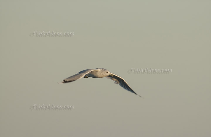 Sturmmöwe Sturmmöwe