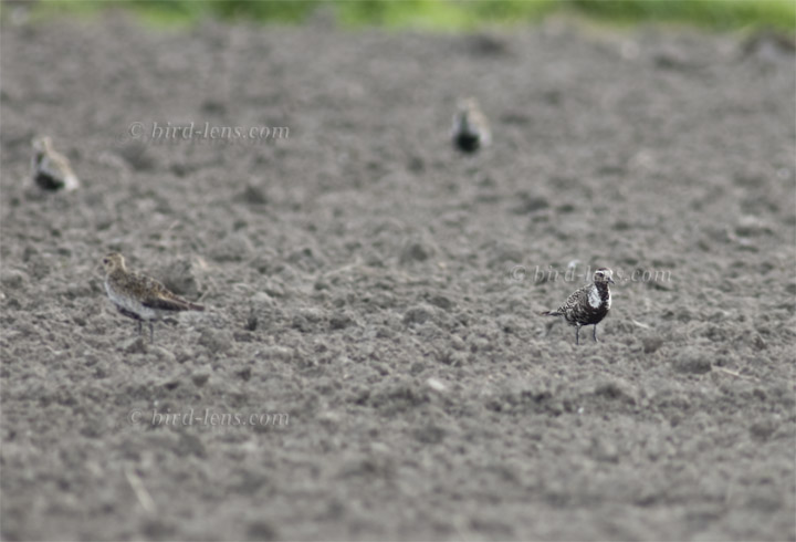 American Golden-Plover American Golden-Plover