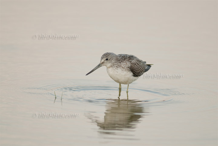 Grünschenkel Grünschenkel
