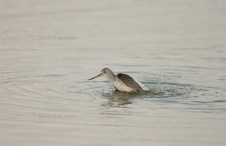 Grünschenkel Grünschenkel