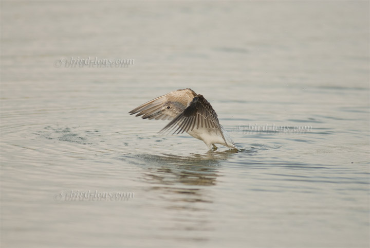 Grünschenkel Grünschenkel