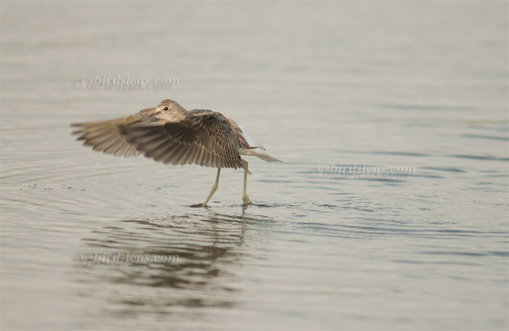 Grünschenkel Grünschenkel