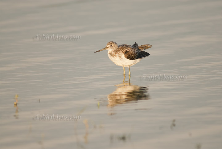 Grünschenkel Grünschenkel