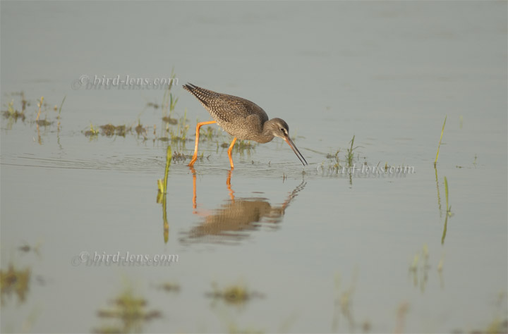 Dunkler Wasserläufer Dunkler Wasserläufer