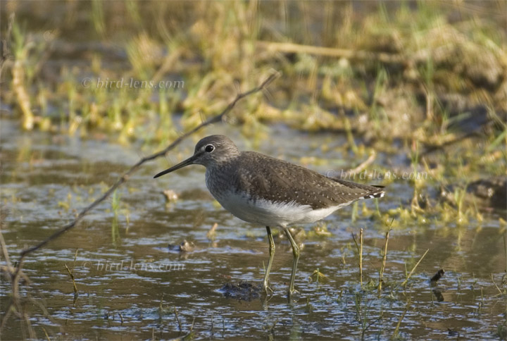 Waldwasserläufer Waldwasserläufer
