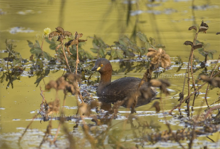 Zwergtaucher Zwergtaucher