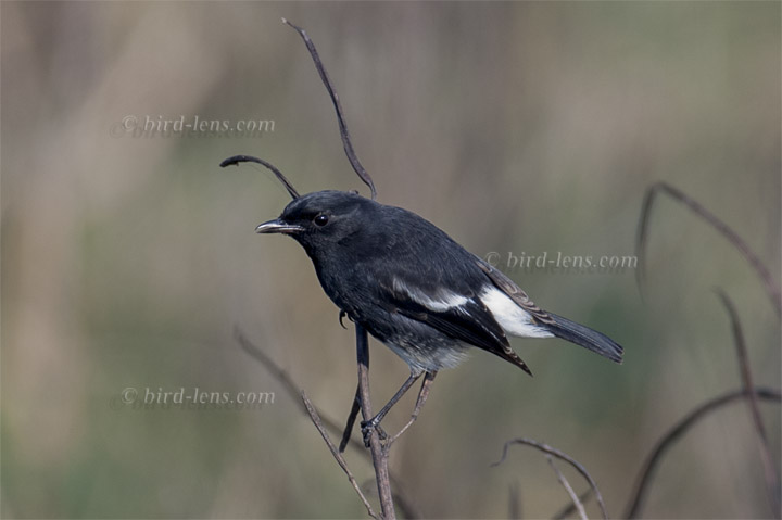 Mohrenschwarzkehlchen