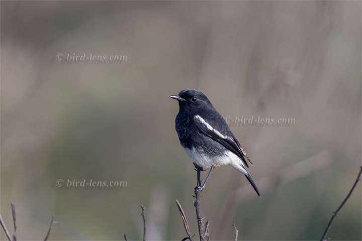 Mohrenschwarzkehlchen