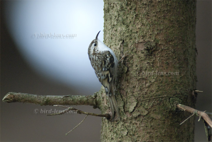 Waldbaumläufer Waldbaumläufer