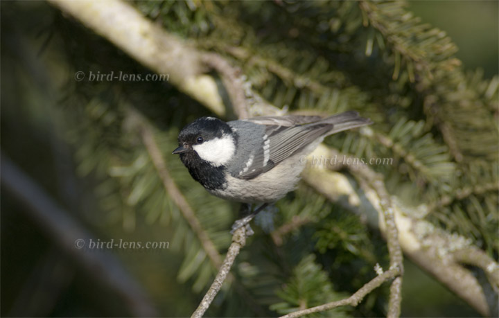 Tannenmeise Tannenmeise