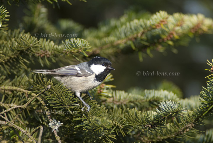 Tannenmeise Tannenmeise