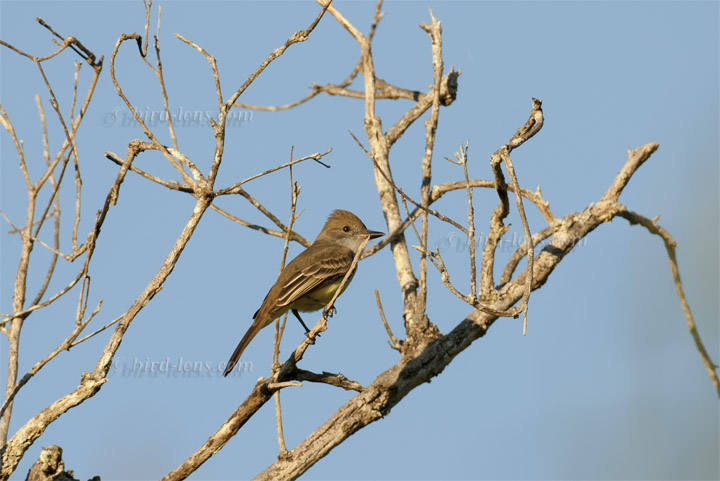 Swainsontyrann Swainsontyrann