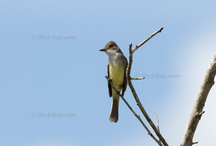 Swainsontyrann Swainsontyrann