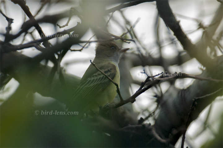 Swainsontyrann Swainsontyrann