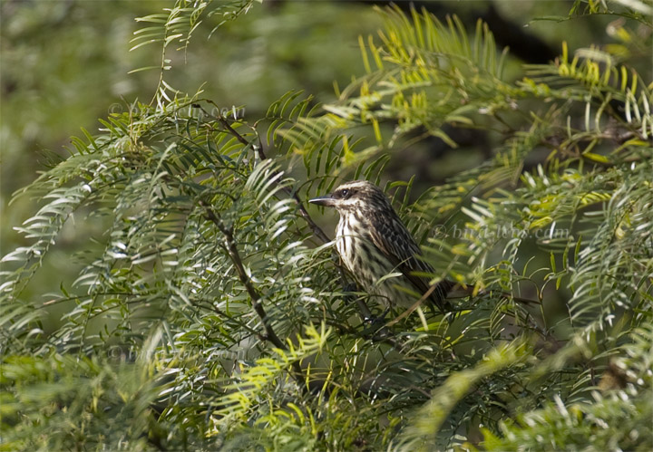 Südlicher Fleckenmaskentyrann Südlicher Fleckenmaskentyrann