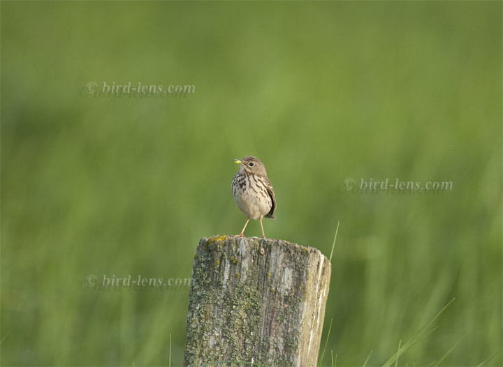 Wiesenpieper Wiesenpieper