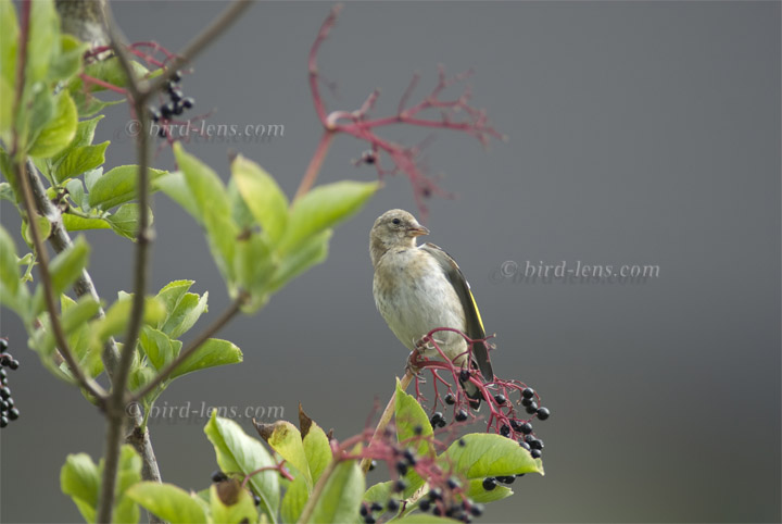 European Goldfinch