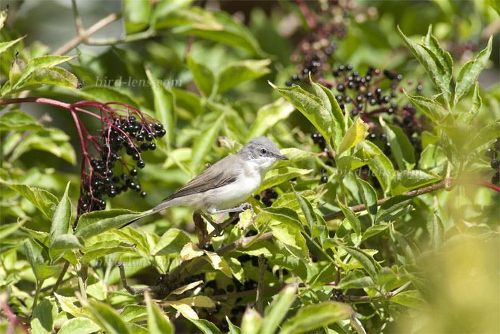 Klappergrasmücke Klappergrasmücke