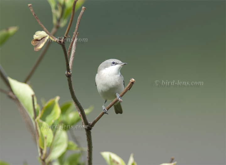 Klappergrasmücke Klappergrasmücke