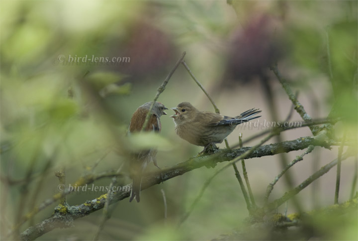 Bluthänfling Bluthänfling